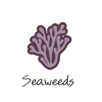 Seaweed