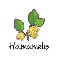 Hamamelis